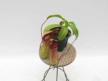 Catopsis morreniana giant form 食虫植物 Catopsis morreniana giant form 食虫植物 - メルカリ